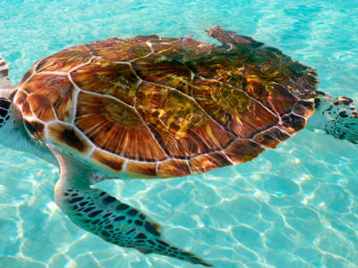 Sustainable Travel