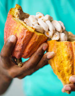Grenada Open Cocoa