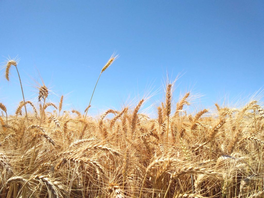 Fields of barley near the Sea of Galilee
